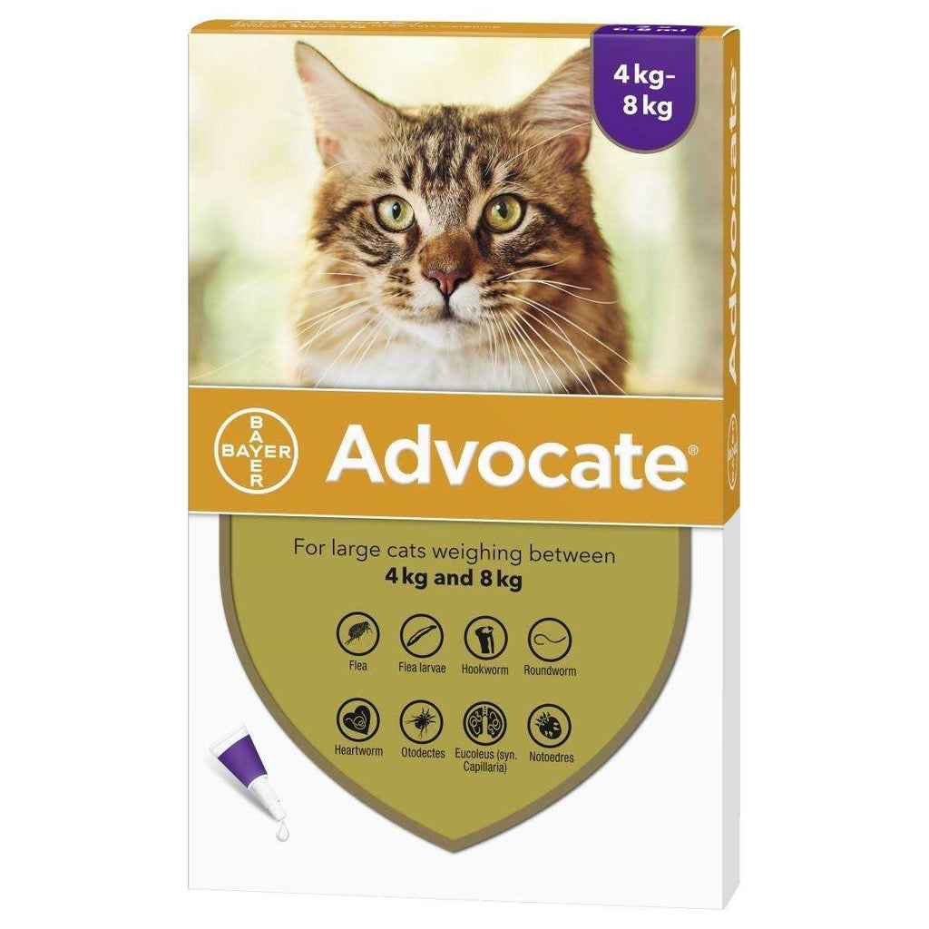 Large Cat P140