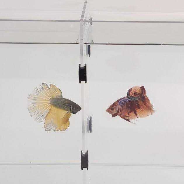 Acrylic Aquarium F810