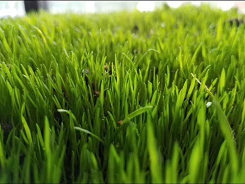 Centipede Grass Seed 1 lb Coated Seeds C578991