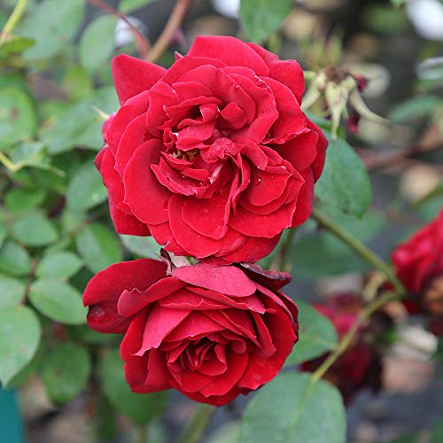 Red Climbing Rose Plant K503799
