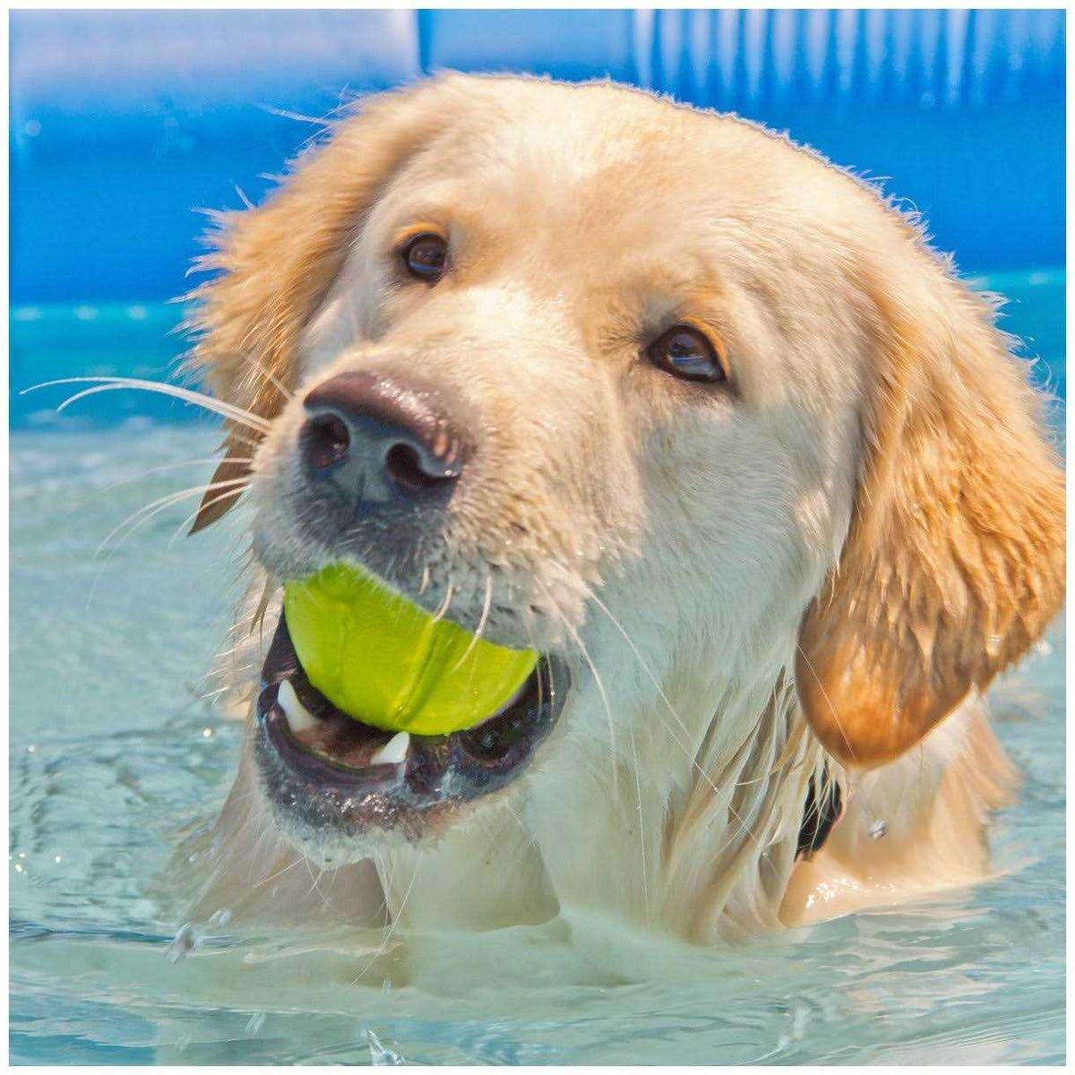 Chewz Ball Dog Toy H97880