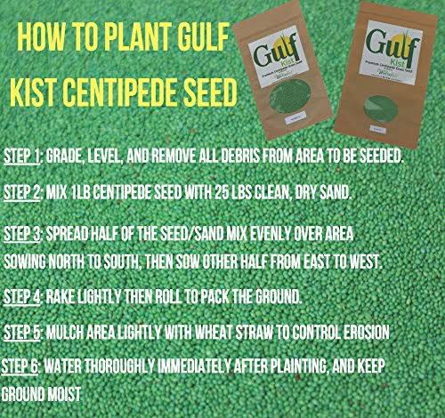 Centipede Grass Seed 1 lb Coated Seeds C578991