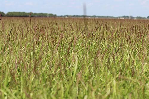Centipede Grass Seed 1 lb Coated Seeds C578991