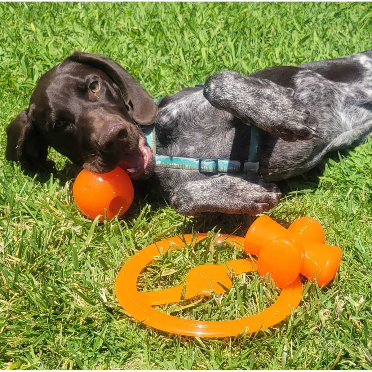Dog Toy V374627