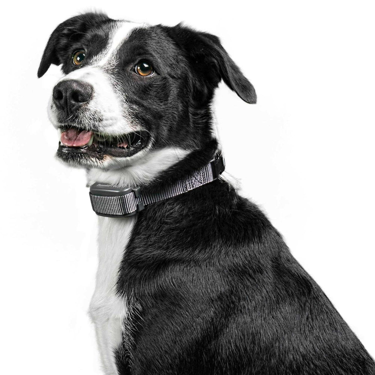 Rechargeable Bark Collar H6230