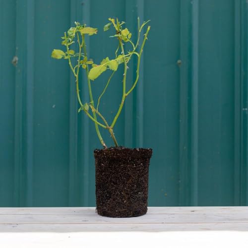 Red Climbing Rose Plant K503799