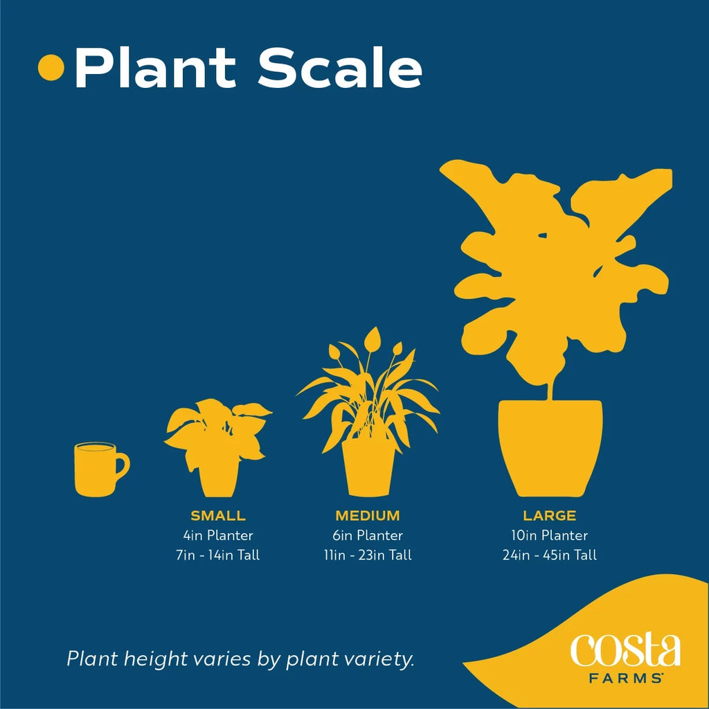 Assorted Hibiscus Outdoor Plant 2-Pack A493590