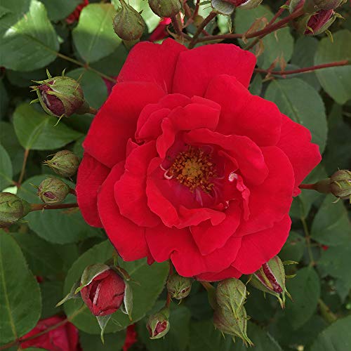 Red Climbing Rose Plant K503799