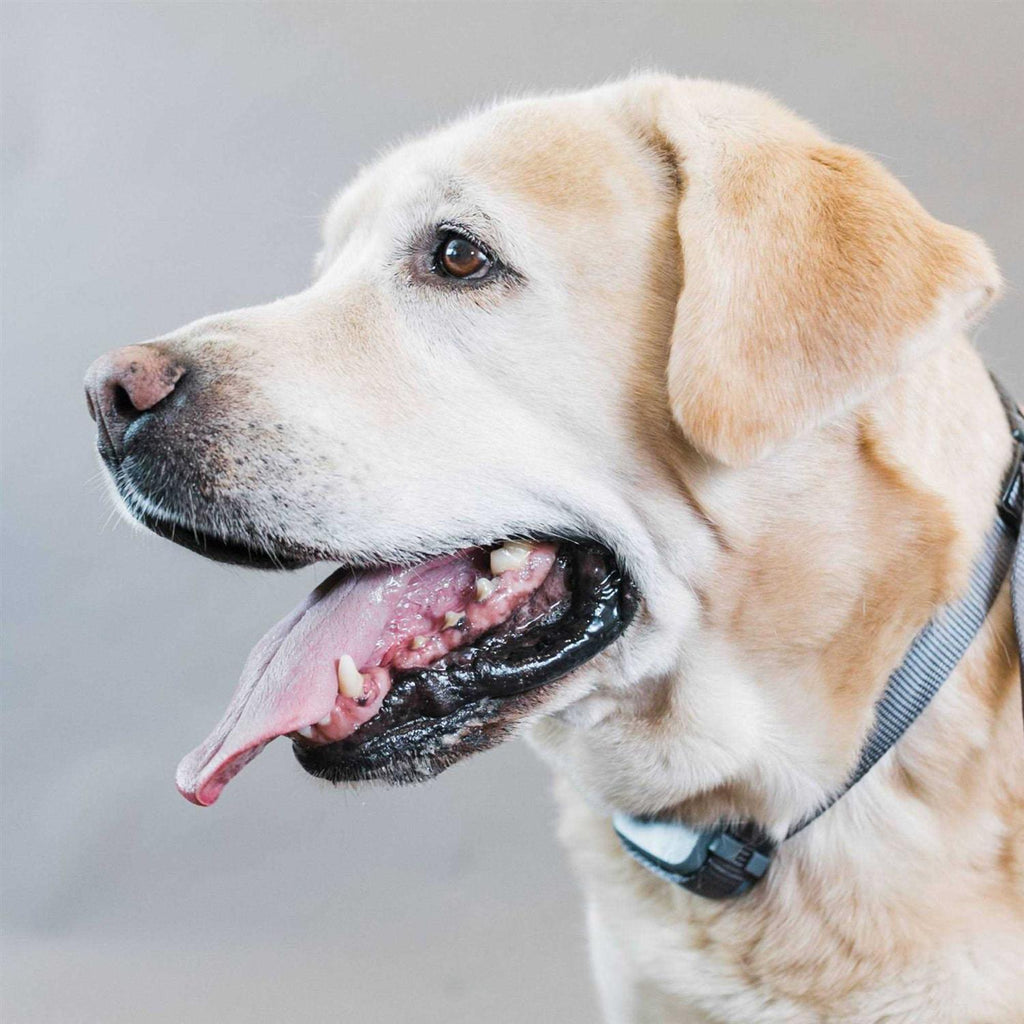 Rechargeable Bark Collar H6230