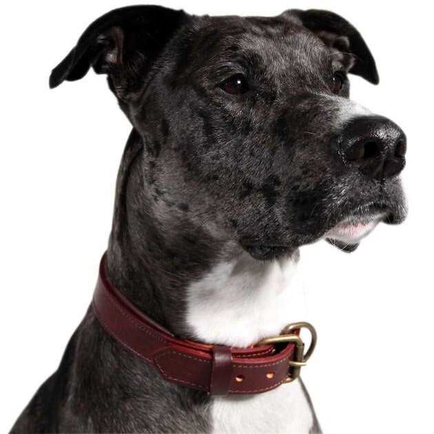 Padded Full Grain Genuine Leather Dog Collar P447992