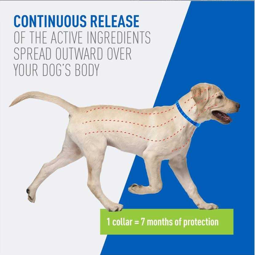 Flea & Tick Collar for Dogs I33021