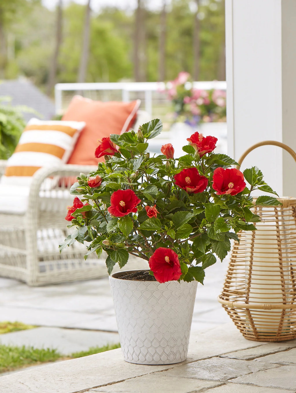 Assorted Hibiscus Outdoor Plant 2-Pack A493590