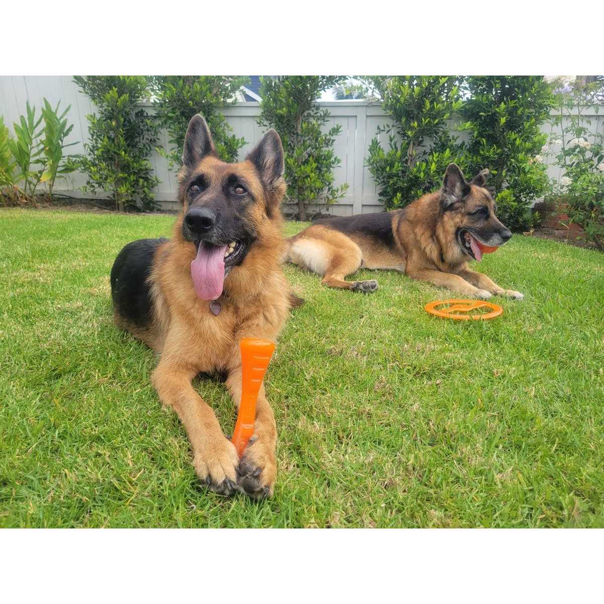 Dog Toy V374627