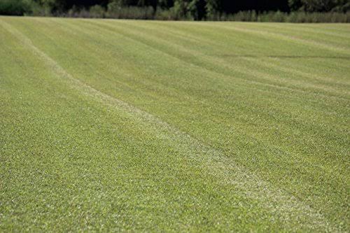 Centipede Grass Seed 1 lb Coated Seeds C578991