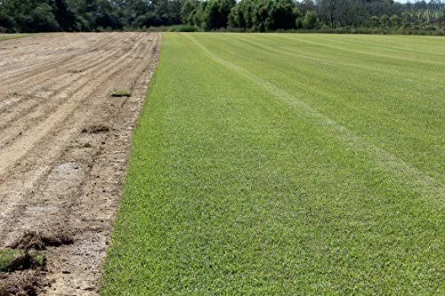Centipede Grass Seed 1 lb Coated Seeds C578991