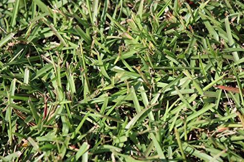 Centipede Grass Seed 1 lb Coated Seeds C578991