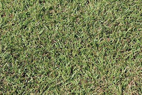 Centipede Grass Seed 1 lb Coated Seeds C578991