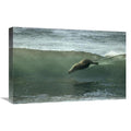 16 x 24 in. Galapagos Sea Lion Art Print I339890