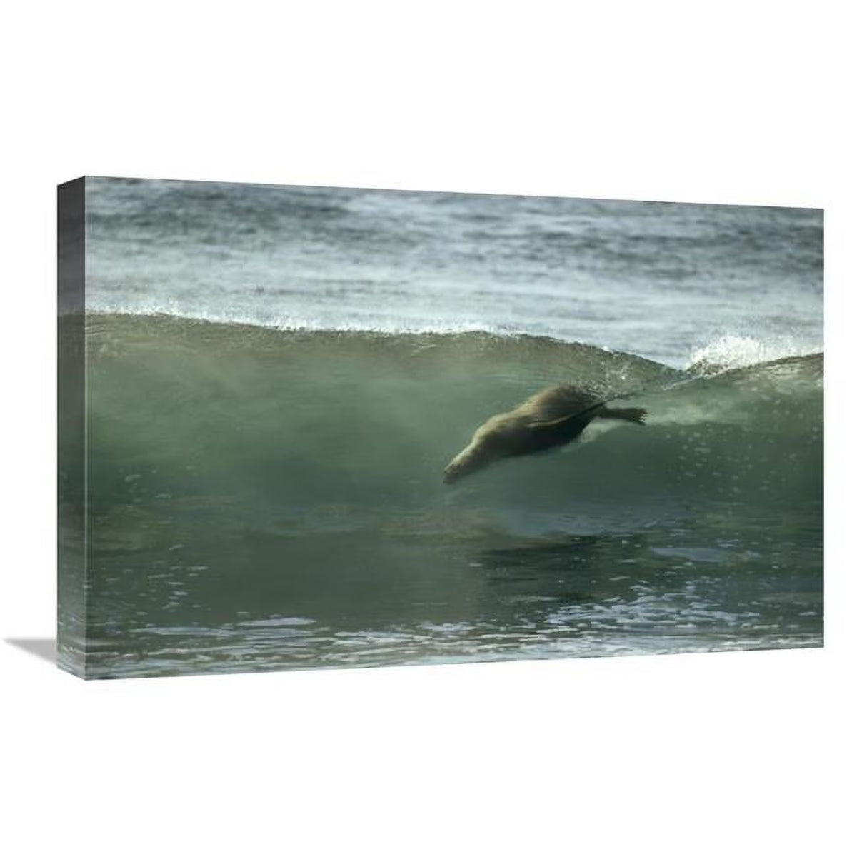 16 x 24 in. Galapagos Sea Lion Art Print I339890