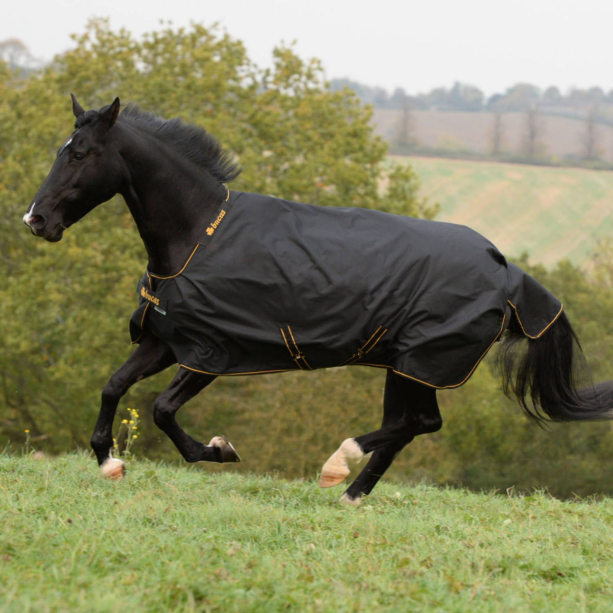 183 Black / Gold Light Turnout D89476