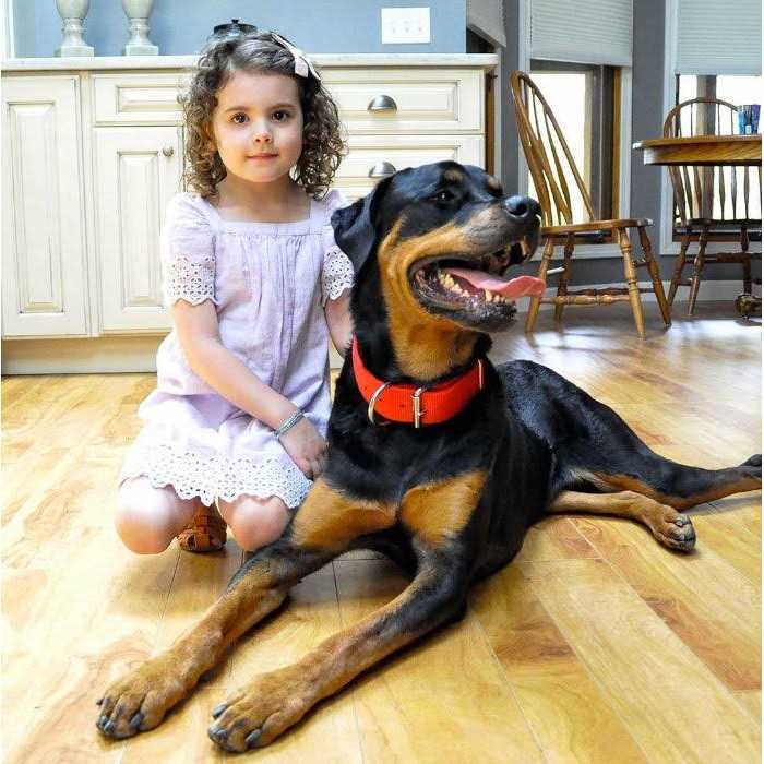Black Nylon Dog Collar C5956