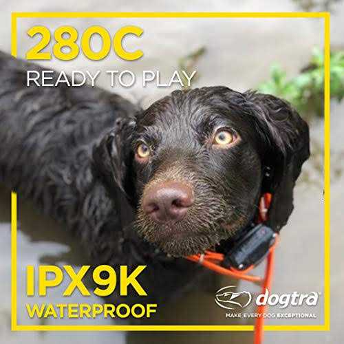 Dog Remote Training Collar E638901