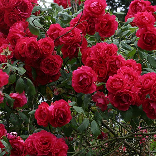 Red Climbing Rose Plant K503799