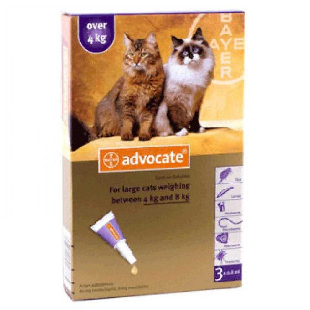 Large Cat P140