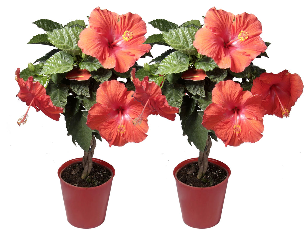 Assorted Hibiscus Outdoor Plant 2-Pack A493590