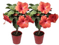Assorted Hibiscus Outdoor Plant 2-Pack A493590