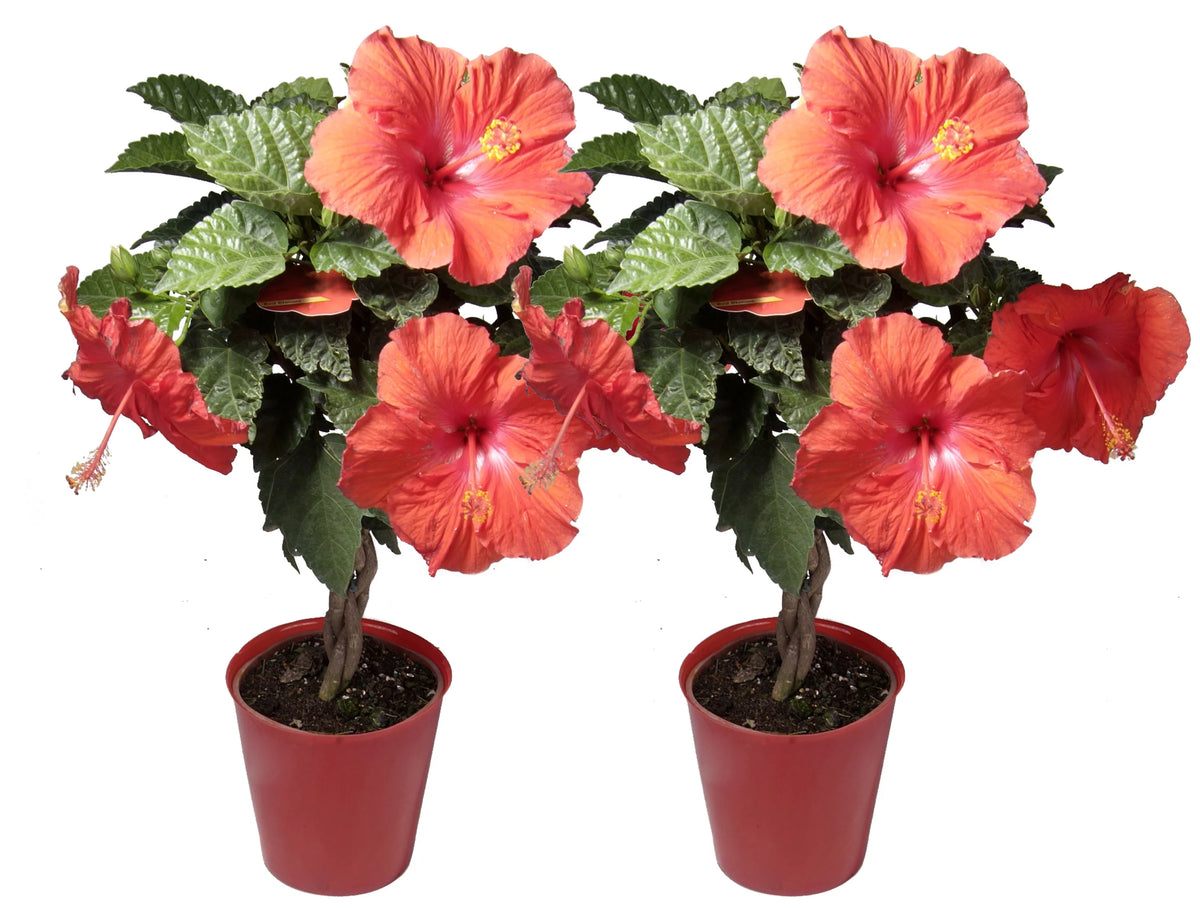 Assorted Hibiscus Outdoor Plant 2-Pack A493590