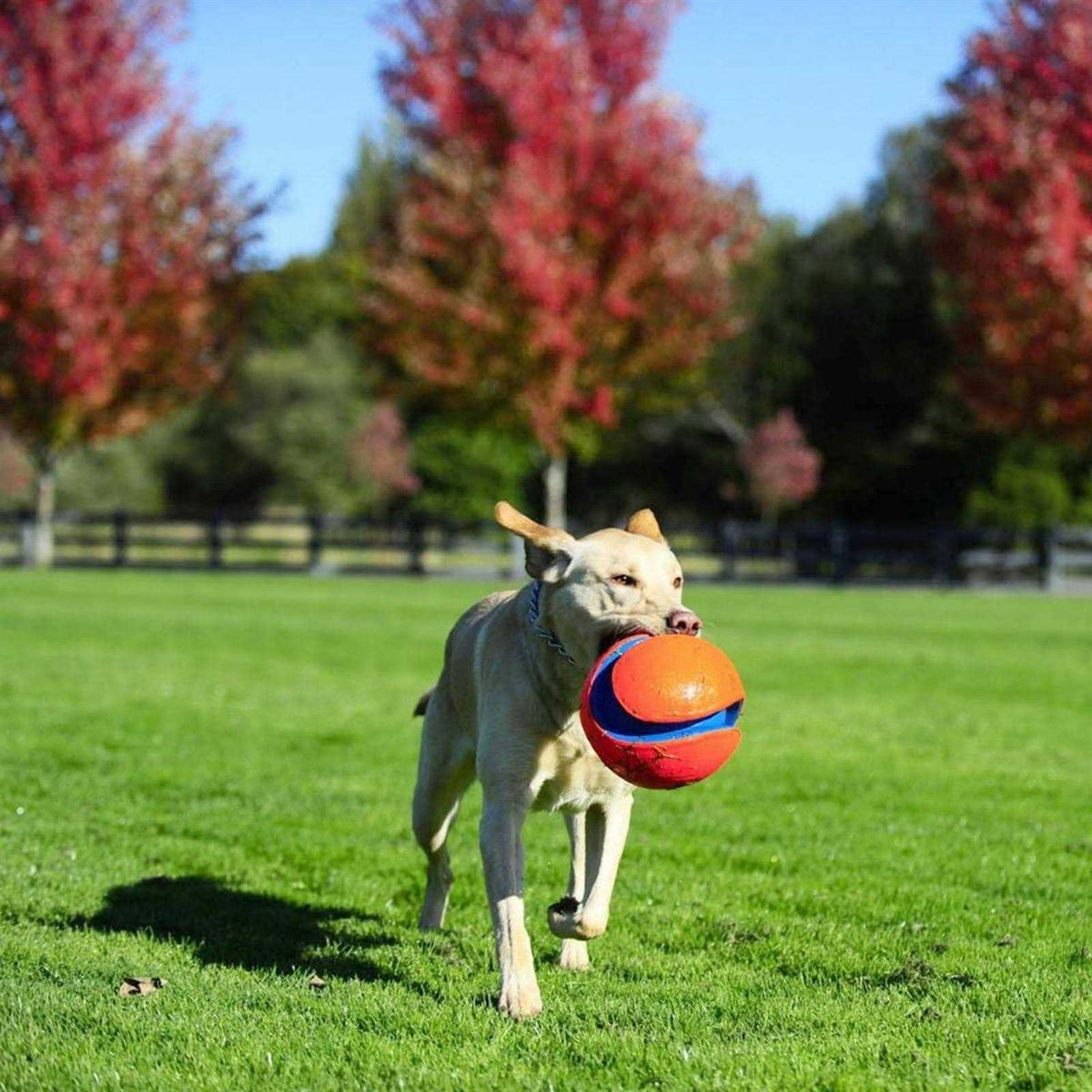 Kick Fetch Ball Dog Toy H86277