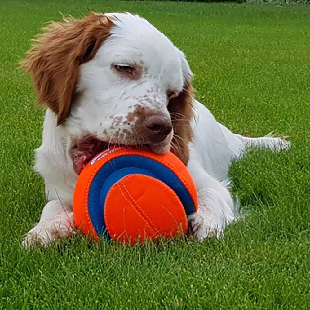 Kick Fetch Ball Dog Toy H86277